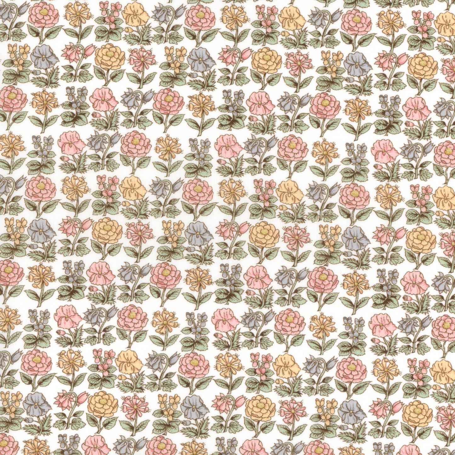 Davalia Flowers (A)