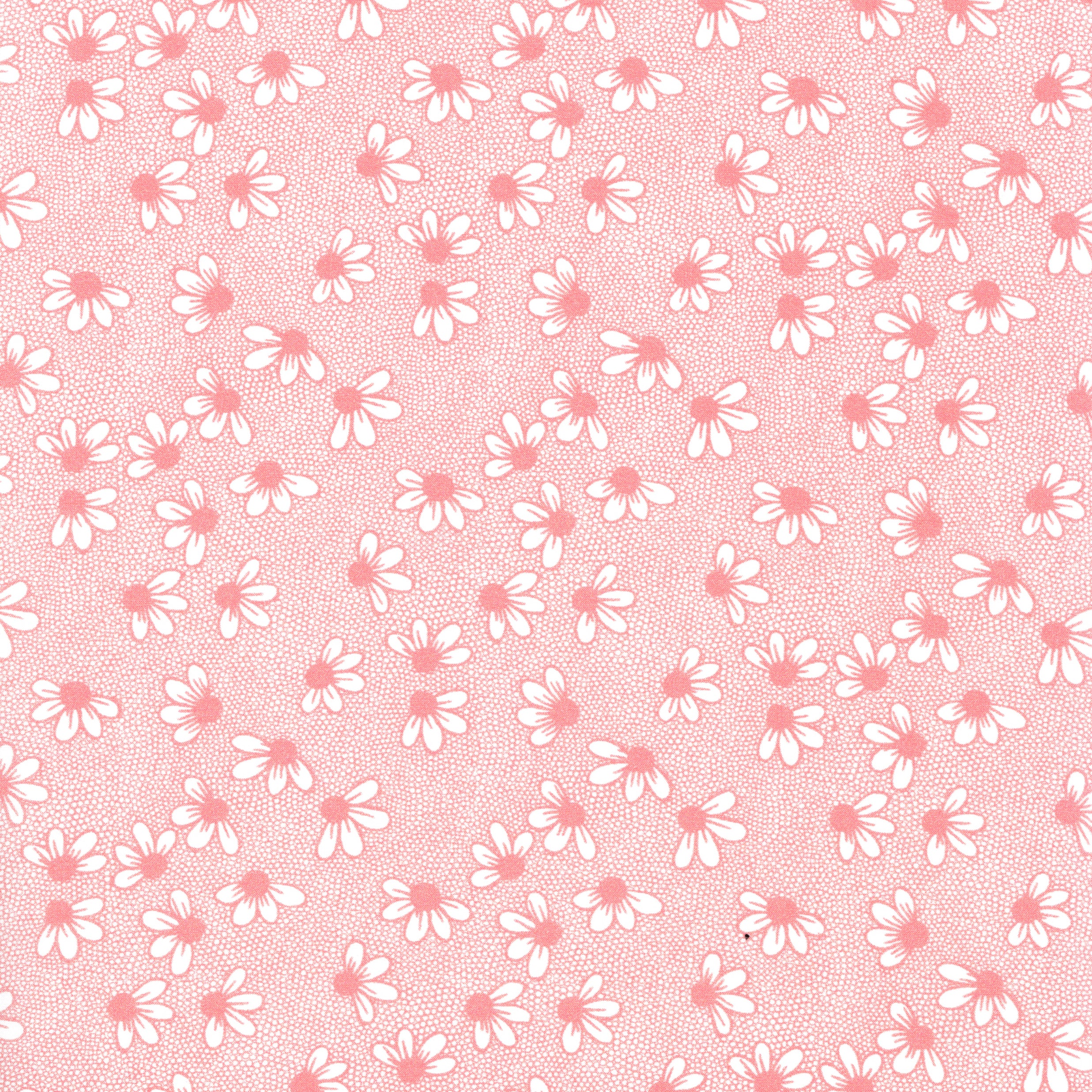 Nordic Daisy (A)