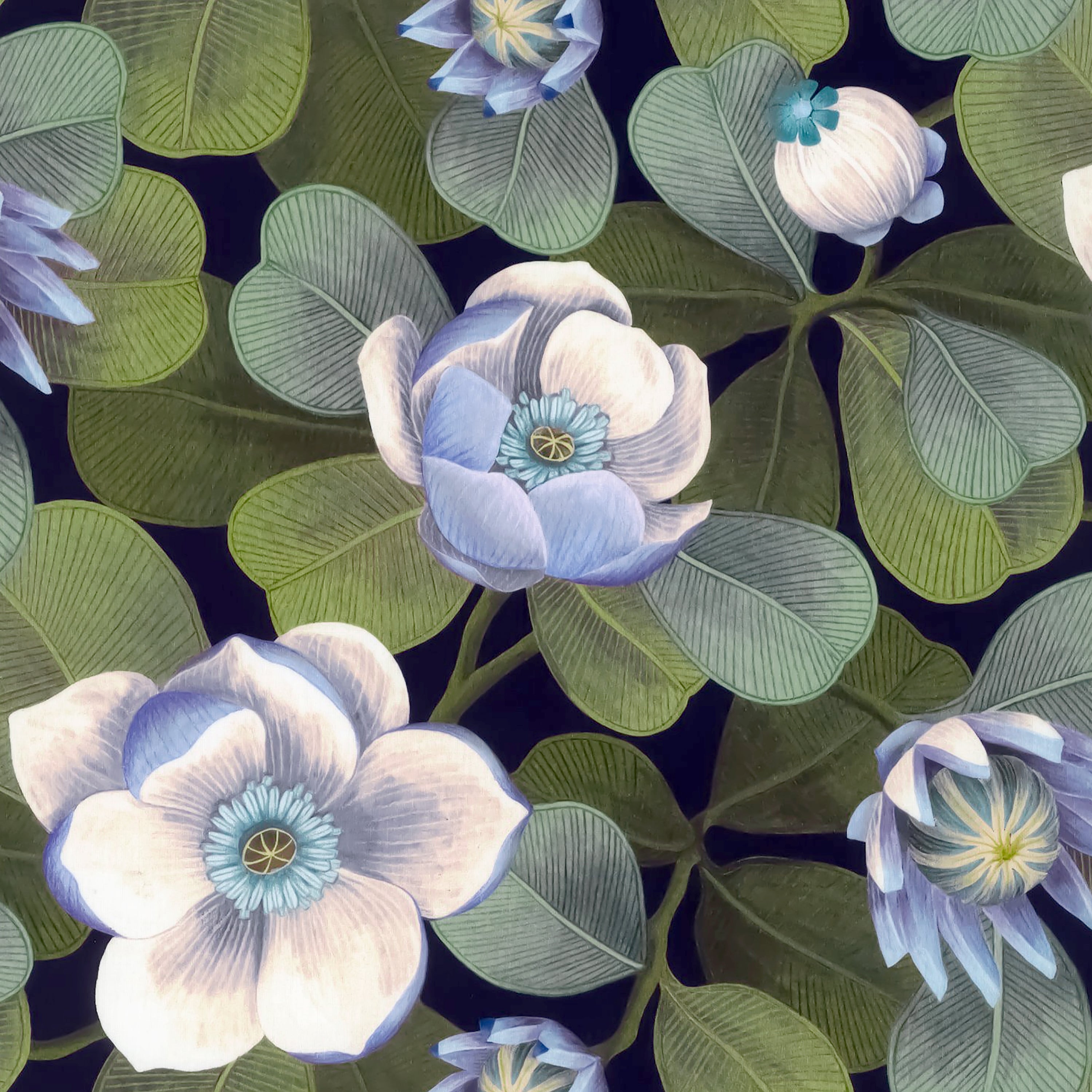 Rosea (B)