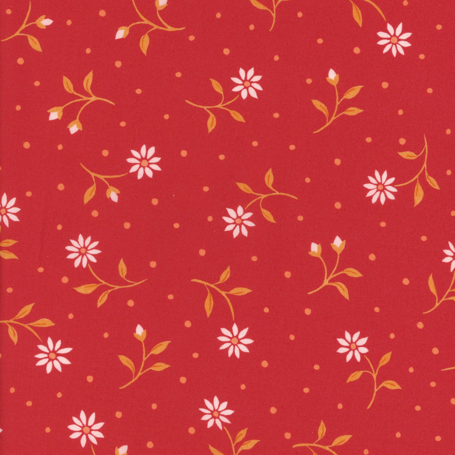 Bryony Daisy (A)