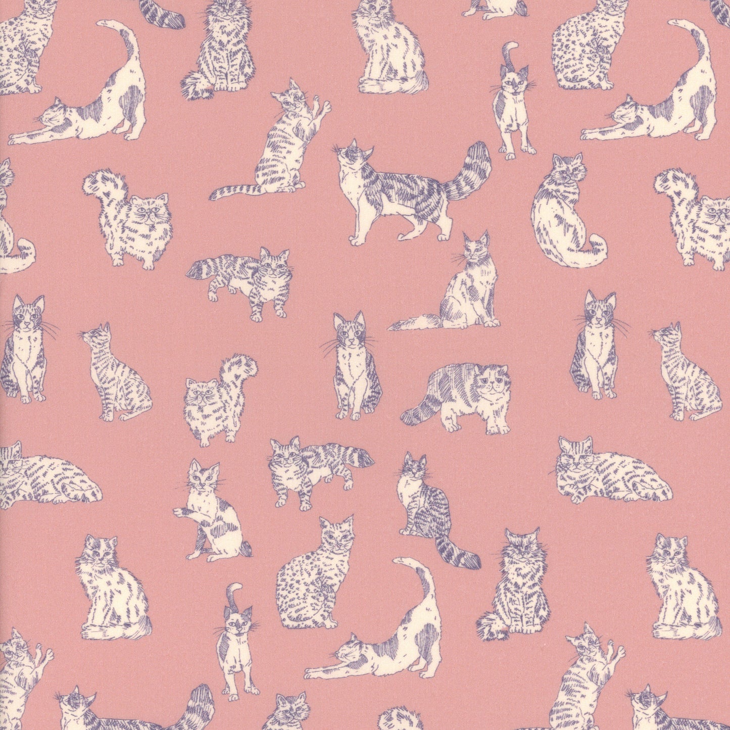 Meow (A)