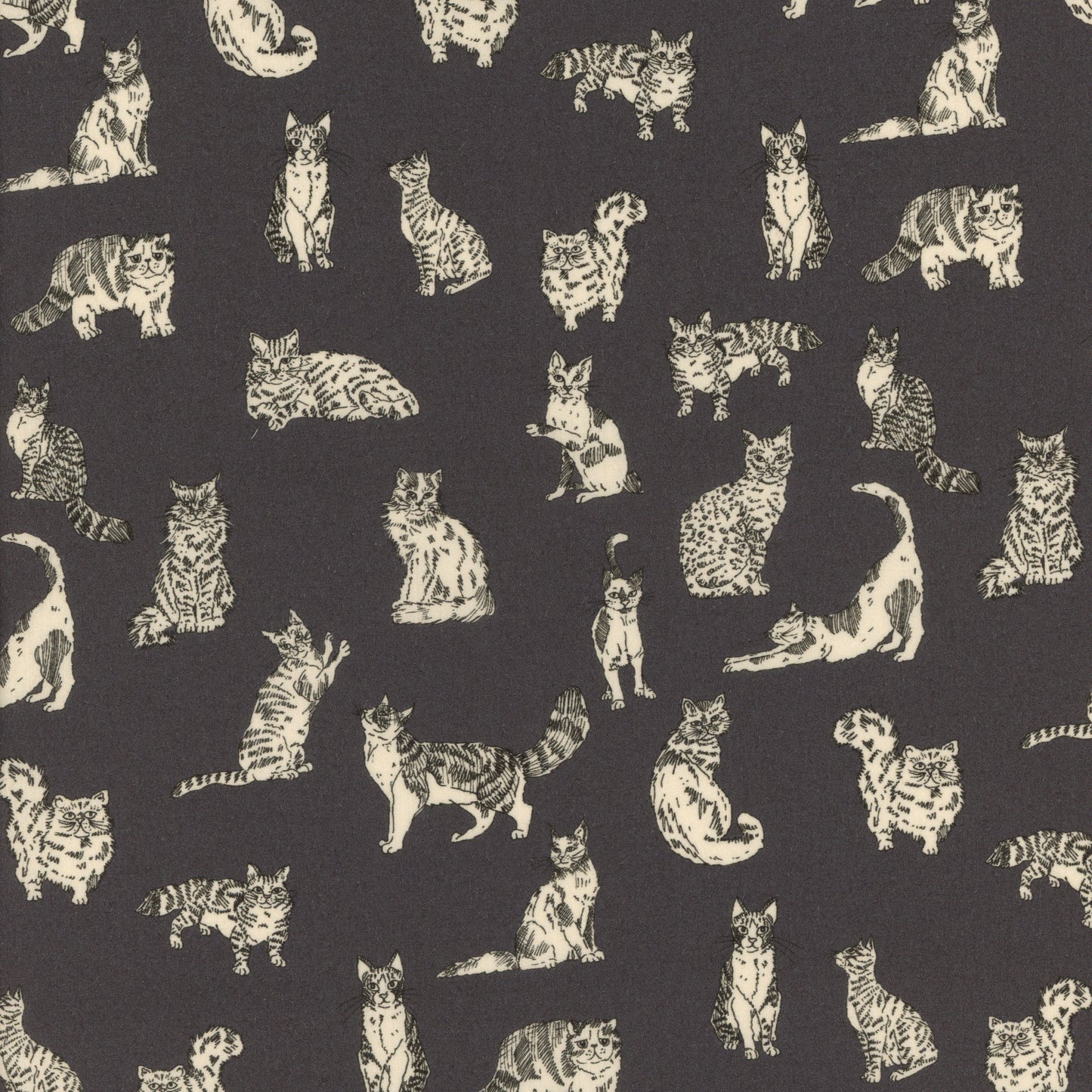 Meow (D)